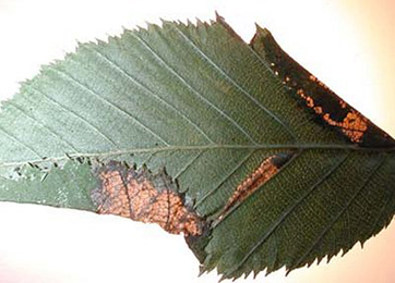 Mine of Parornix carpinella