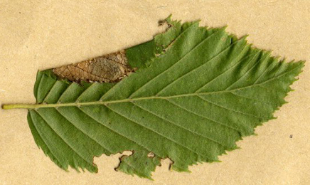 Mine of Parornix carpinella on Carpinus betulus