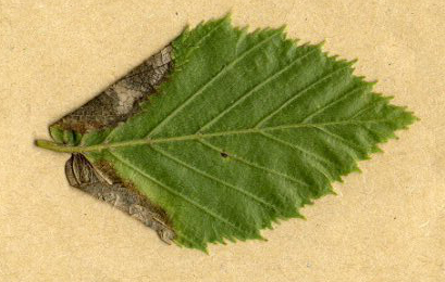 Mine of Parornix carpinella on Carpinus betulus