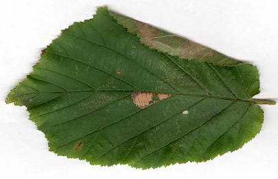 Mine of Parornix devoniella on Corylus avellana