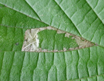 Mine of Parornix devoniella on Corylus avellana