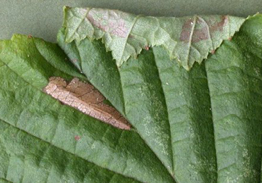 Mine of Parornix devoniella on Corylus avellana