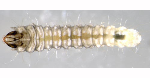 Parornix devoniella larva,  just after leaving mine,  dorsal