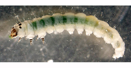 Parornix devoniella free-living larva,  lateral