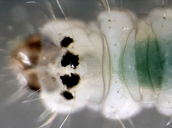 Parornix devoniella free-living larva,  pronotum,  dorsal