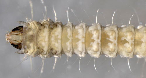 Parornix devoniella larva,  just after leaving mine,  ventral