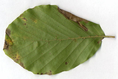 Mine of Parornix fagivora on Fagus sylvatica