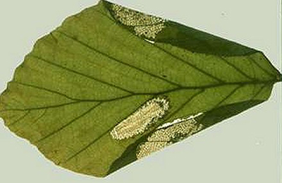 Mine of Parornix fagivora on Fagus