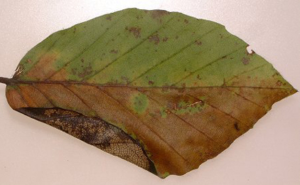 Mine of Parornix fagivora on Fagus