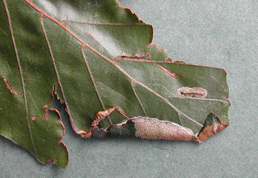 Mine of Parornix fagivora on Fagus