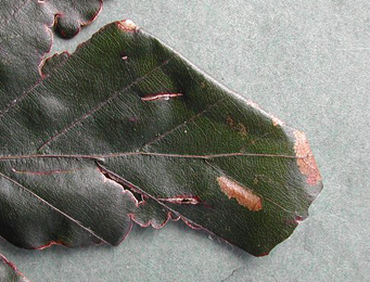 Mine of Parornix fagivora on Fagus