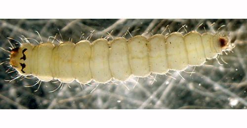 Parornix fagivora larva,  dorsal