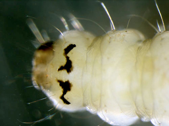 Parornix fagivora larva,  pronotum,  dorsal