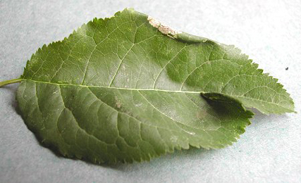 Mine of Parornix finitimella on Prunus