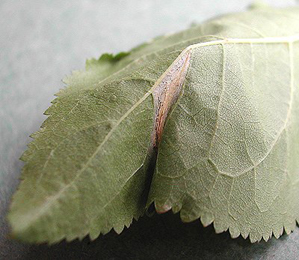 Mine of Parornix finitimella on Prunus