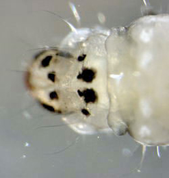 Parornix finitimella larva,  head and pronotum,  dorsal