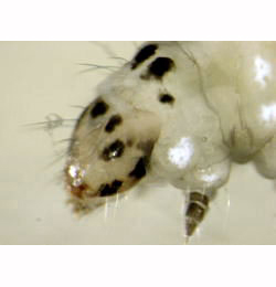 Parornix finitimella larva,  head and pronotum,  dorso-lateral
