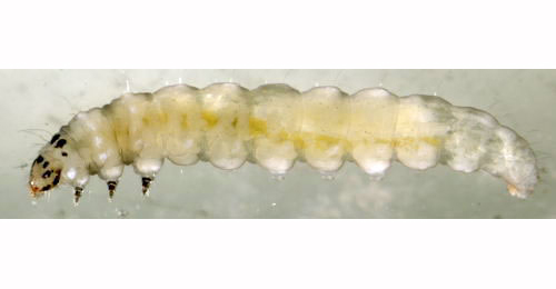Parornix finitimella free-living larva,  lateral