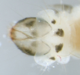 Parornix scoticella old larva,  dorsal