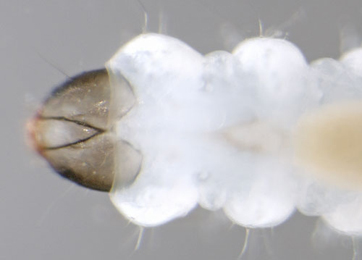 Parornix scoticella young larva,  dorsal