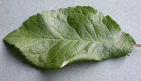 Mine of Parornix torquillella on Prunus