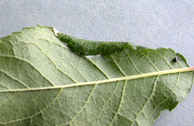 Mine of Parornix torquillella on Prunus