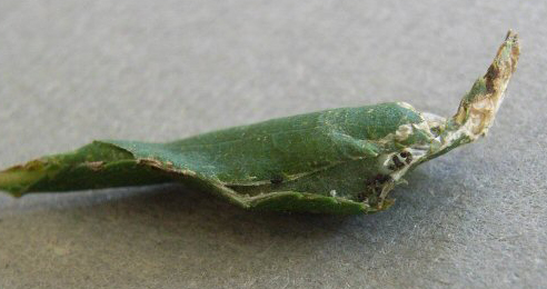 Mine of Parornix torquillella on Prunus