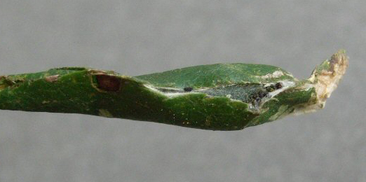 Mine of Parornix torquillella on Prunus