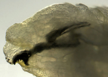 Pegomya flavifrons larva,  lateral