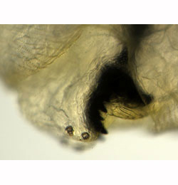 Pegomya flavifrons larva,  mandibles,  lateral