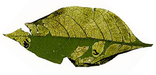 Mine of Pegomya hyoscyami on Beta vulgaris