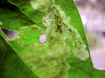 Mine of Pegomya hyoscyami on Beta vulgaris