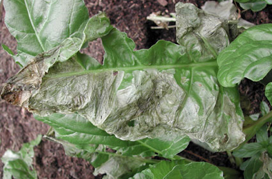 Mine of Pegomya hyoscyami on Beta vulgaris