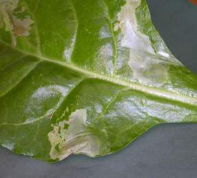 Mine of Pegomya hyoscyami on Beta vulgaris