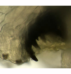 Pegomya hyoscyami larva,  mandibles,  lateral