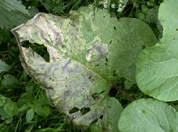 Mine of Pegomya laticornis on Arctium