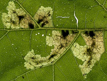 Mine of Pegomya laticornis on Arctium