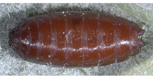 Pegomya laticornis puparium