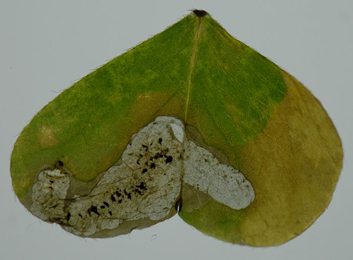 Mine of Pegomya seitenstettensis on Oxalis acetosella