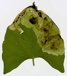 Mine of Pegomya setaria on Fallopia baldschuchianica