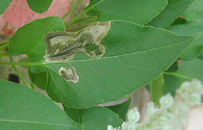 Mine of Pegomya setaria on Fallopia aubertii