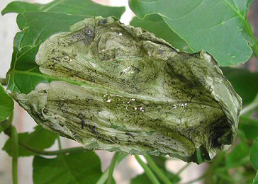 Mine of Pegomya setaria on Fallopia aubertii