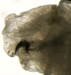 Pegomya setaria larva,  anterior,  lateral
