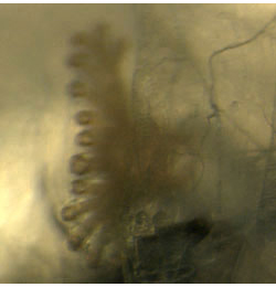 Pegomya setaria larva,  anterior spiracle,  lateral