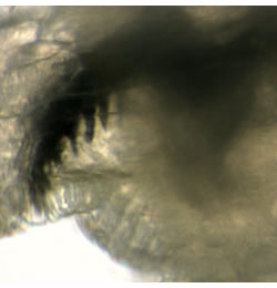 Pegomya setaria larva,  mandibles,  lateral