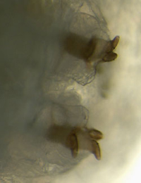 Pegomya setaria larva,  posterior spiracle,  lateral