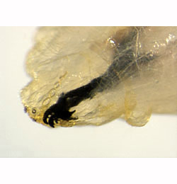 Pegomya solennis larva,  mandibles,  lateral
