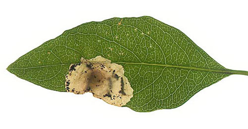 Mine of Perittia obscurepunctella on Lonicera periclymenum