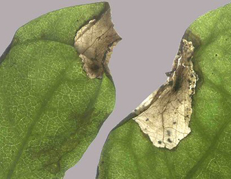 Mine of Perittia obscurepunctella on Lonicera periclymenum