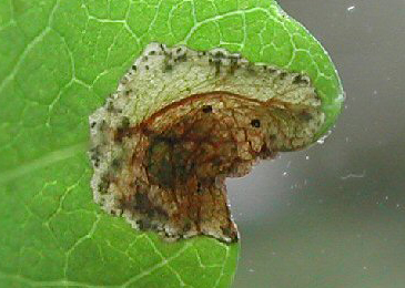 Mine of Perittia obscurepunctella on Lonicera periclymenum